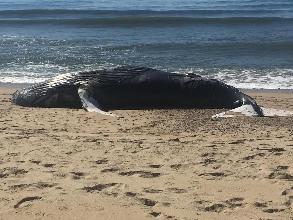 A 25-to-30 foot humpback whale was found dead on a private beach in Edgartown sometime Monday.