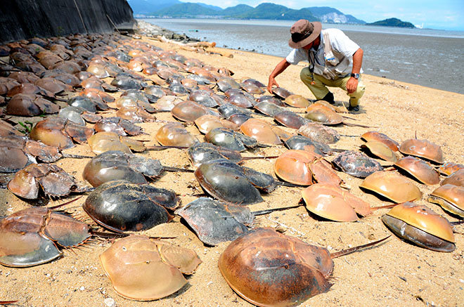 Shungo Takahashi measures dead horseshoe crabs at a tidal flat in Kita-Kyushu. 