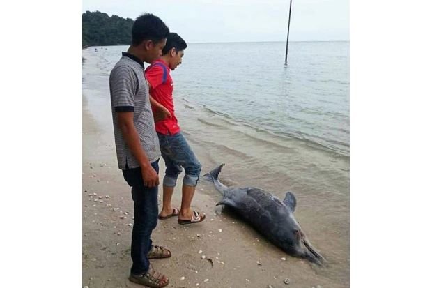 Sad fate: The carcass of the dolphin that washed up on the Teluk Bayu beach.