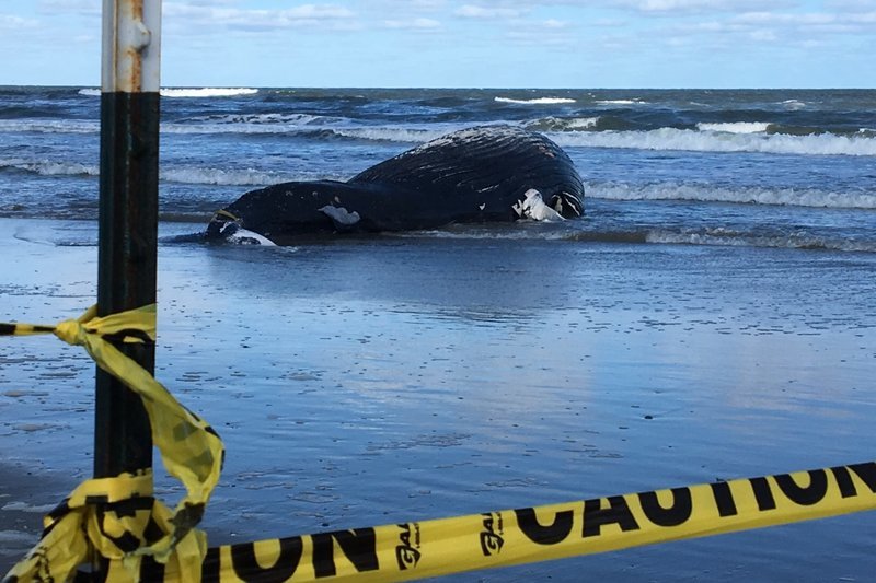 A whale washed up in Sea Isle City on Friday. 