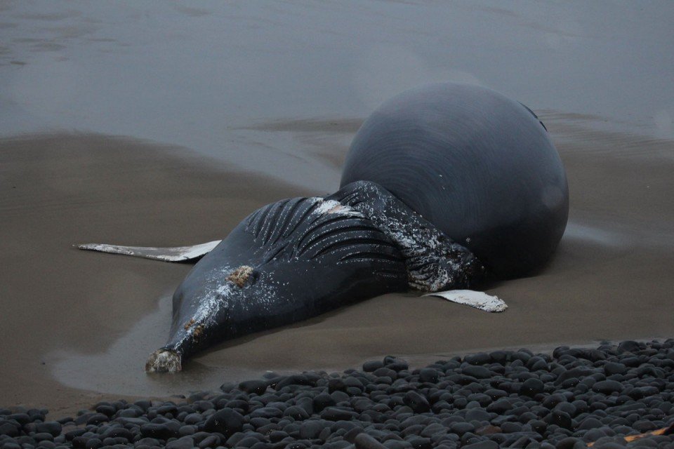 A dead whale at Falcon Cove in Arch Cape on the Oregon Coast on Sept. 17, 2016. 