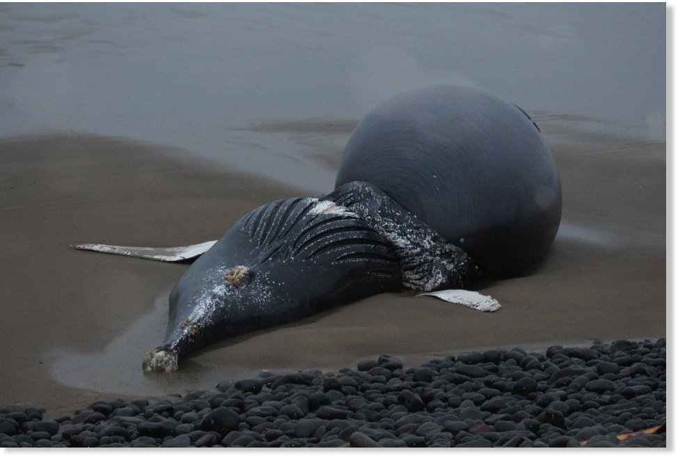 Dead whale found on Oregon coast near Oswald West State Park Earth