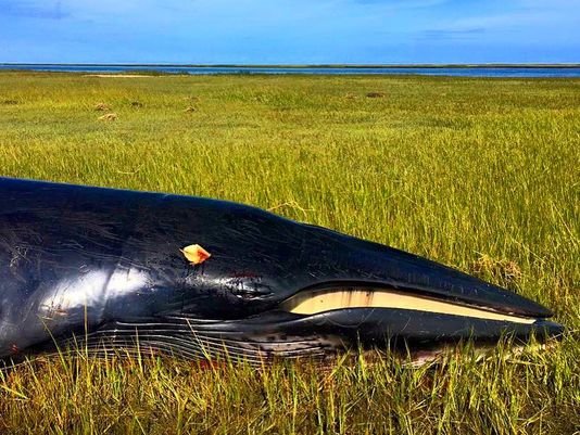 The body of a minke whale was discovered beached in the marsh near channel marker WR6 off the coast of Wachapreague, Va. on Saturday, Sept. 17, 2016. The Virginia Aquarium and Marine Science Center's Stranding Response team performed a necropsy to determi