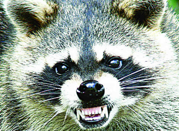 Click to enlarge raccoon