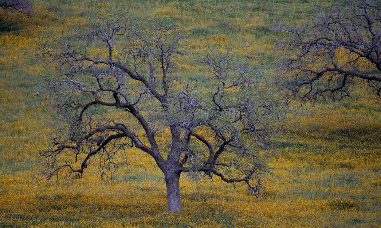 Oak trees at dusk near in California. The state has seen more than 66 million trees killed in the Sierra Nevada alone since 2010.