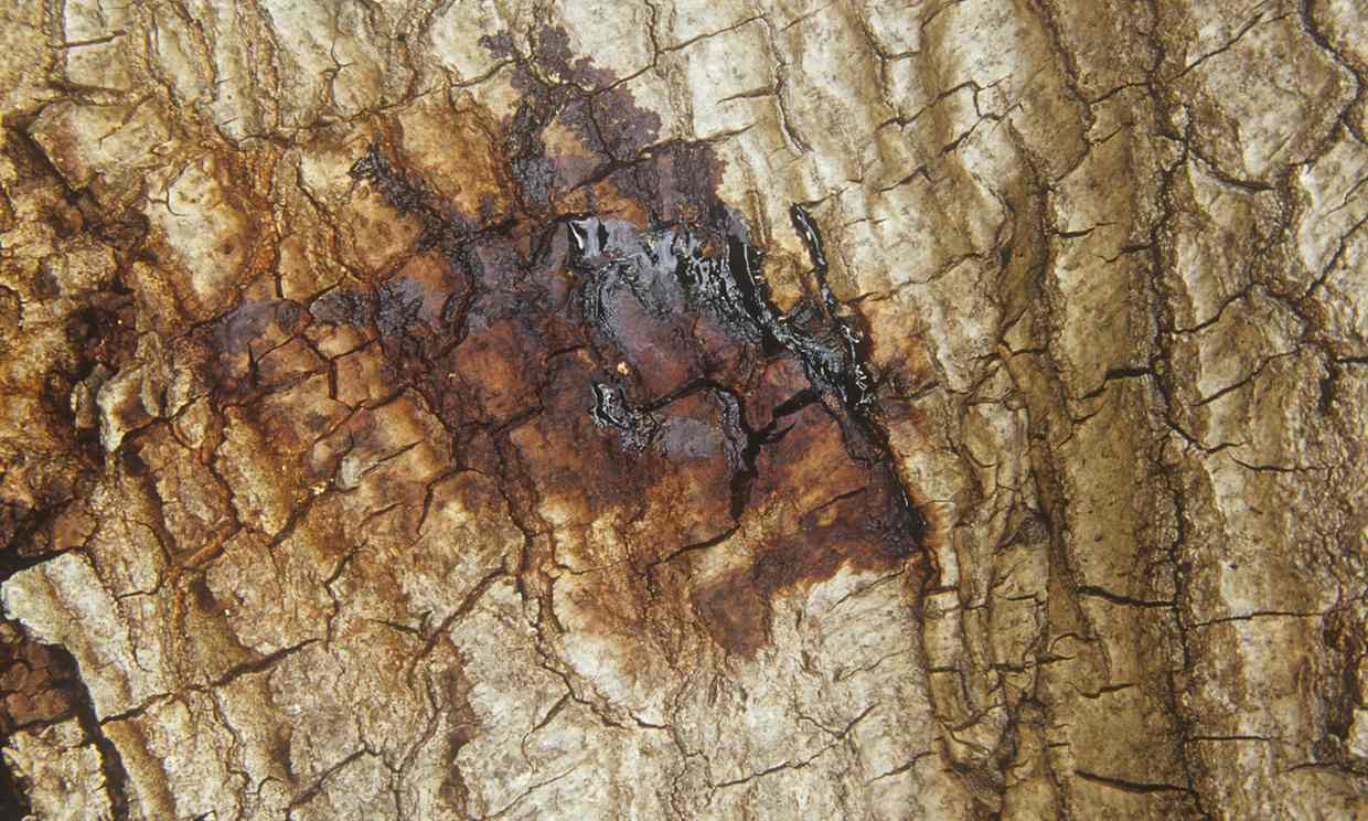 Click to enlarge Oozing from the bark of a live oak (Quercus) suffering from Sudden Oak Death