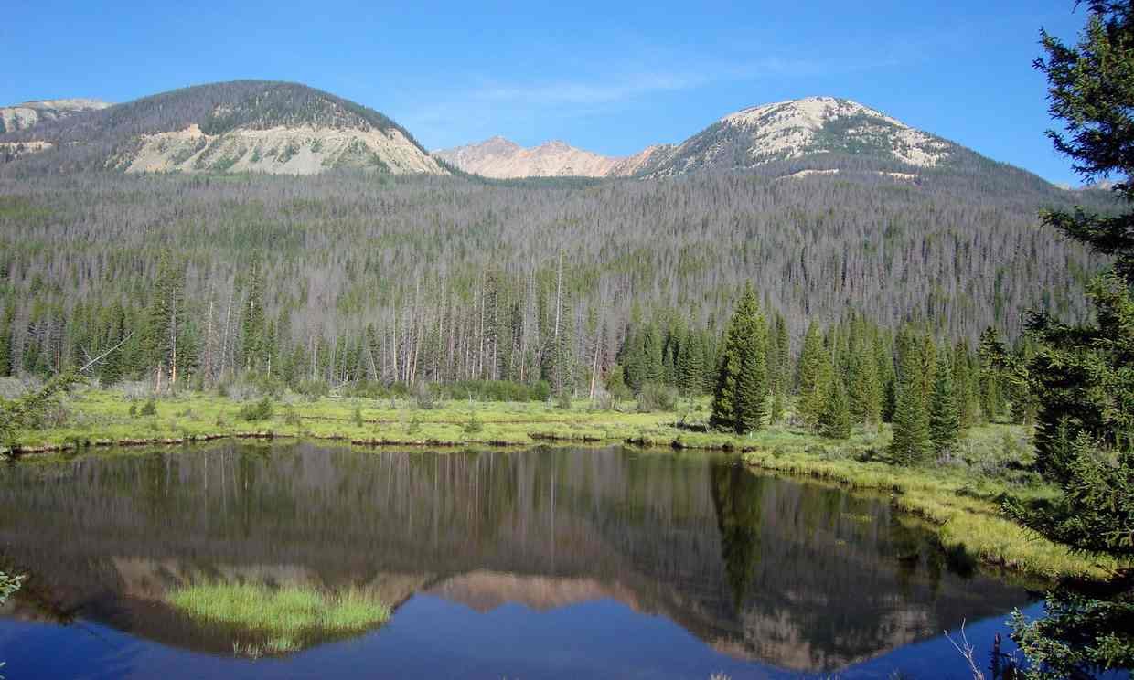 Click to enlarge Thousands of trees killed by mountain pine beetles in western Rocky Mountain national park.
