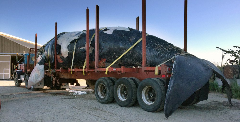 Click to enlarge The carcass of an endangered right whale found floating off Boothbay Harbor sits Sunday in a tractor-trailer that transported it from the Portland waterfront to Benson Farm in Gorham, creating a bit of an overnight spectacle in the streets along the way.