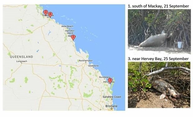 Four dugongs found dead in one week