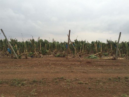 Banana trees were ripped to shreds by massive hail stones.