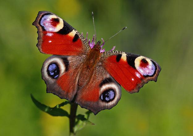 The average number of peacock butterflies seen by participants in the count fell by 42% compared to last year. 