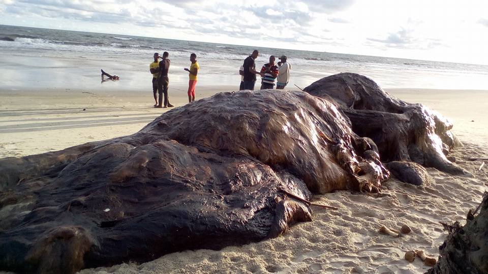 Dead whale found in Akwa Ibom seashore