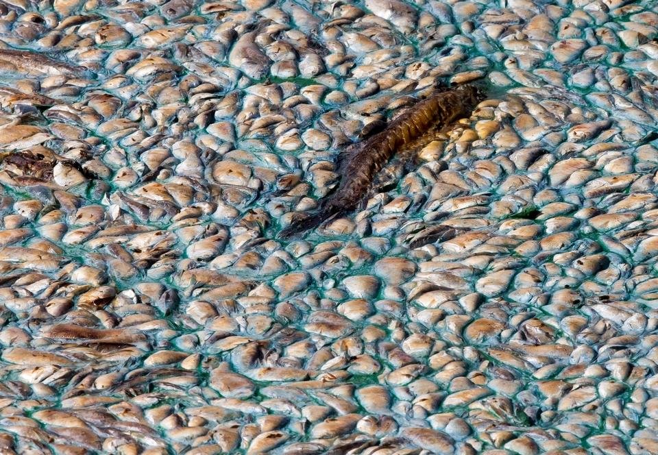 Click to enlarge Dead fish