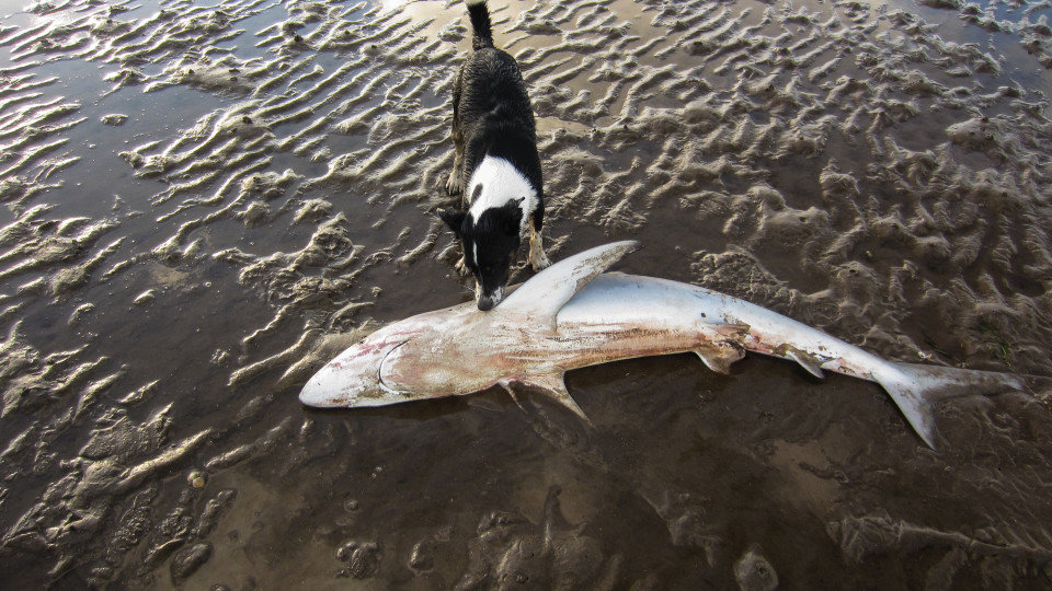 A dog investigates the body of the rare shark which washed up on a Scottish beach 