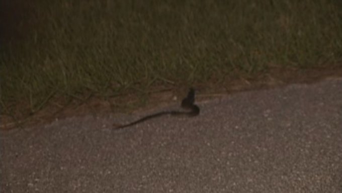 Snake on a road