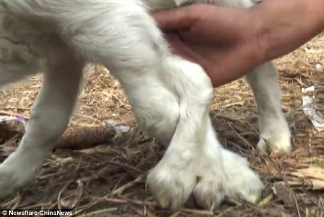 Bizarre footage of the animal, born in China, shows it standing in a pen as a man and woman inspect its deformity.