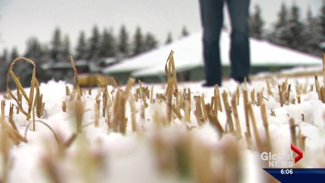 A second early snowfall has nearly destroyed any hope of bringing in a bountiful harvest for farmers across Alberta.