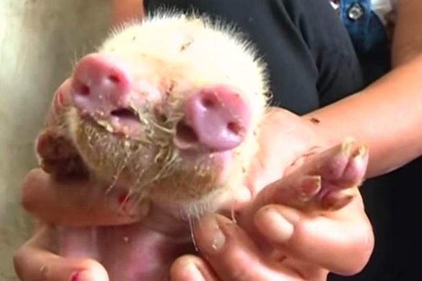 The piglet was born with two snouts and three eyes 