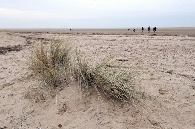Holkham Beach, where the whale washed up