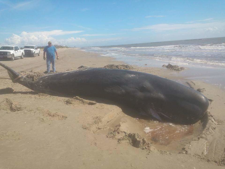 WHALE WASHES UP ON BEACH IN CAMERON 