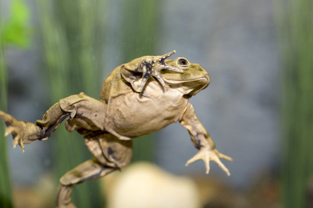 scrotum frog