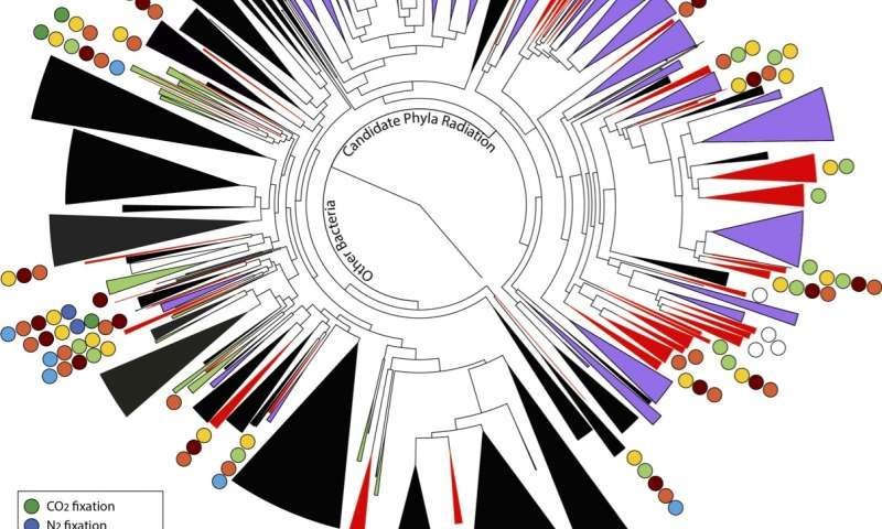 Redrawing the tree of life: Scientists discover new bacteria groups, stunning microbial diversity underground