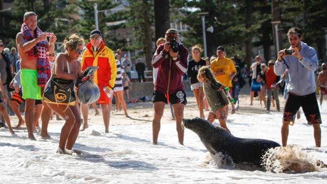 Experts say people got way too close when the seal beached at Manly.