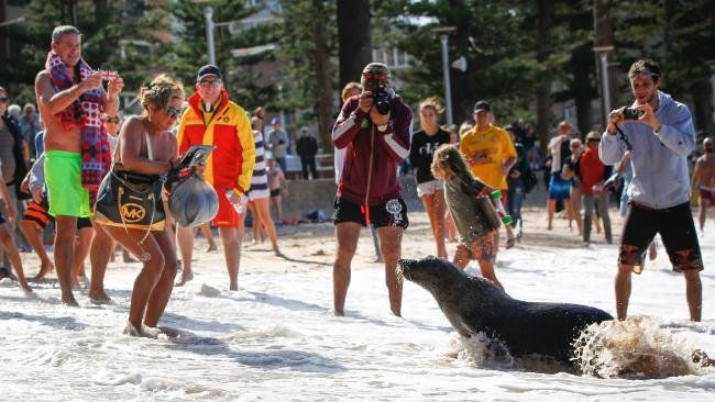 Click to enlarge Experts say people got way too close when the seal beached at Manly.