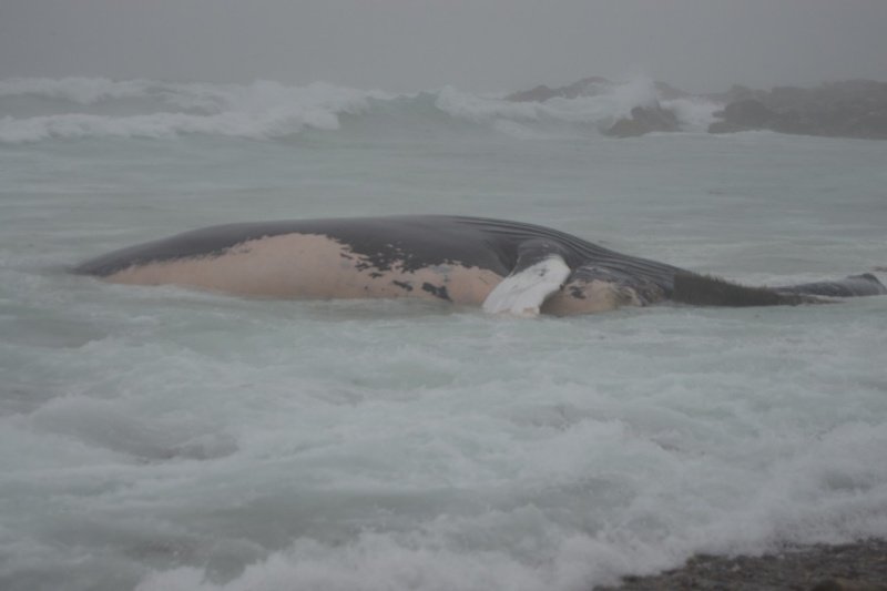 A dead whale washed into Joe’s Cove in Lord’s Cove on Sunday.