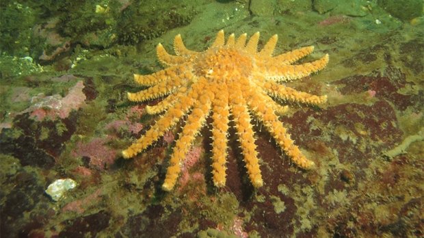 A sunflower sea star found off Cliff Island, Washington on March 30, 2015 