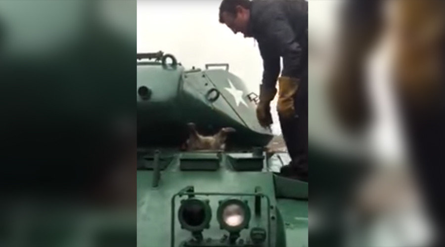 raccon rescues army tank