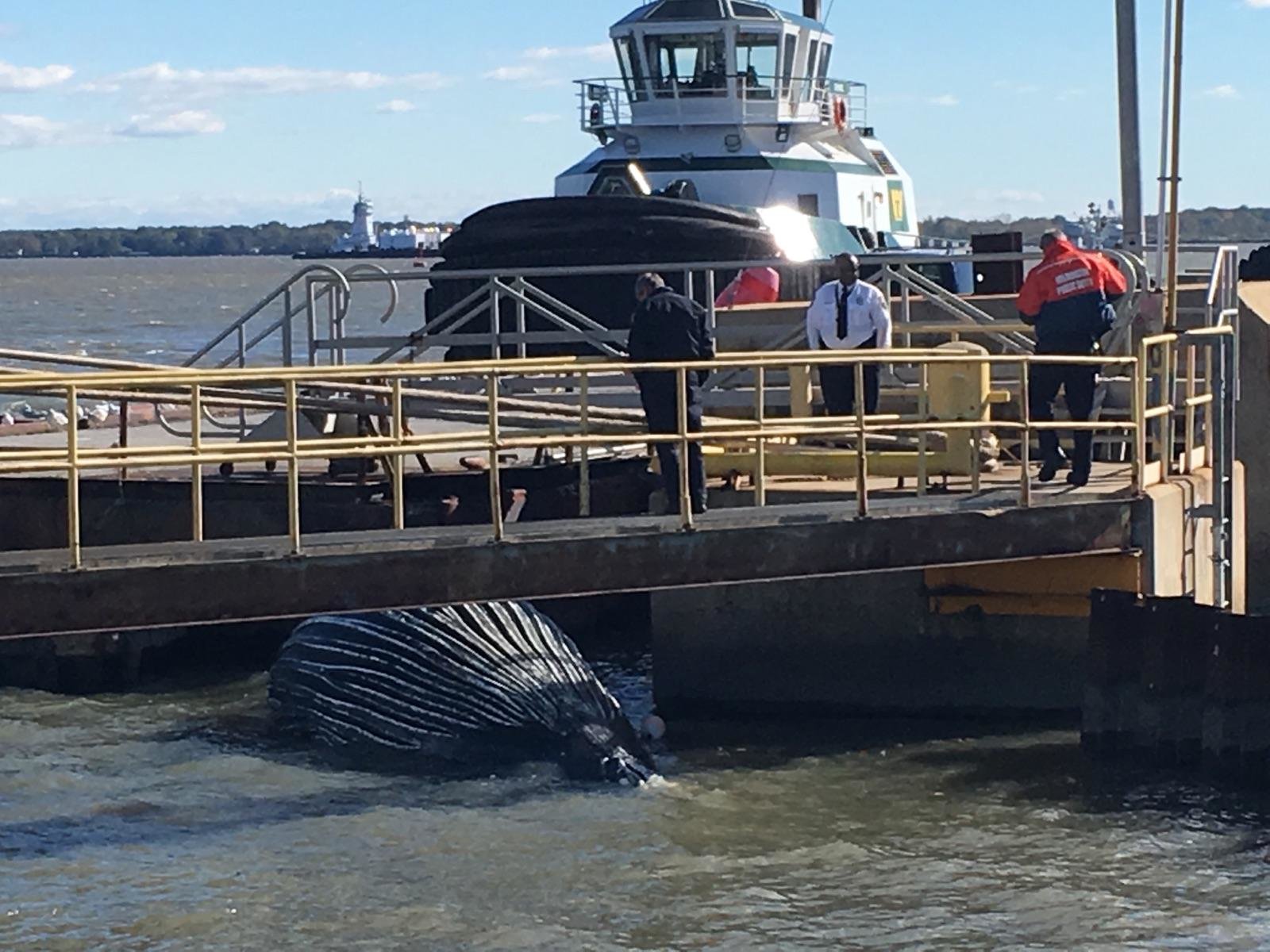 The dead whale caught in the Port of Wilmington