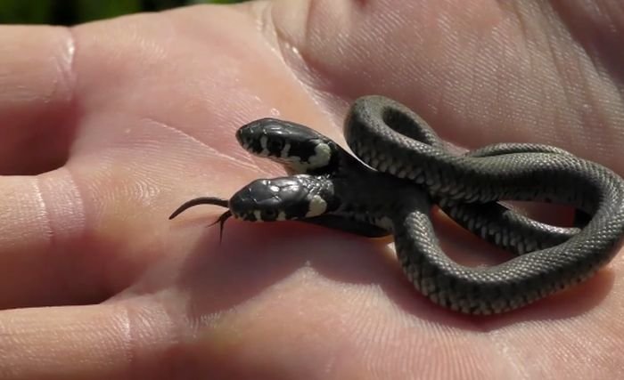 Rare two-headed snake found in Croatia on Sunday