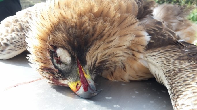 A booted eagle shot dwon in Tal-Virtu