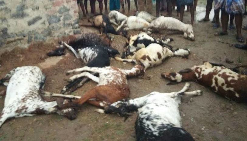 ​Lightning kills man, 14 goats in Tamil Nadu​