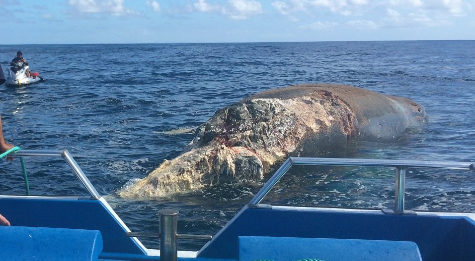 Click to enlarge whale carcass