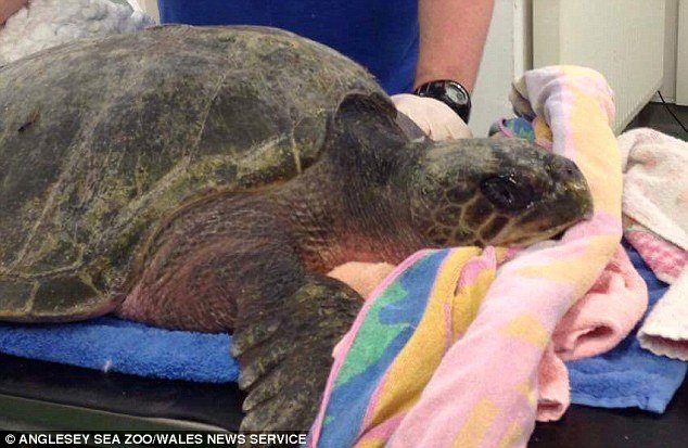 One of the world's rarest tropical turtles is 'lucky to be alive' after being washed up on a chilly Welsh beach thousands of miles away from her tropical home.