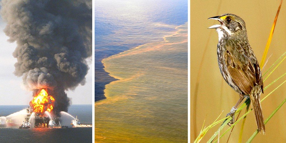  BP Deepwater Horizon oil