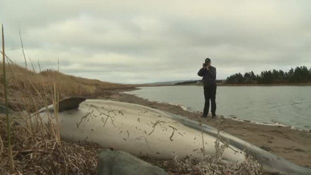 Click to enlarge Robert Lange of Pictou County snaps a photo of a dolphin that washed up along the shoreline in Big Island, N.S. on Sunday, Nov. 20, 2016.