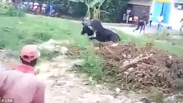 The cow flipped the man into the air in front of a shocked crowd in Nigeria 