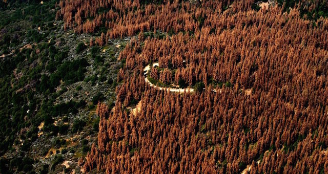tree death, deforestation