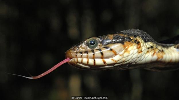 Banded water snake (Nerodia fasciata) 