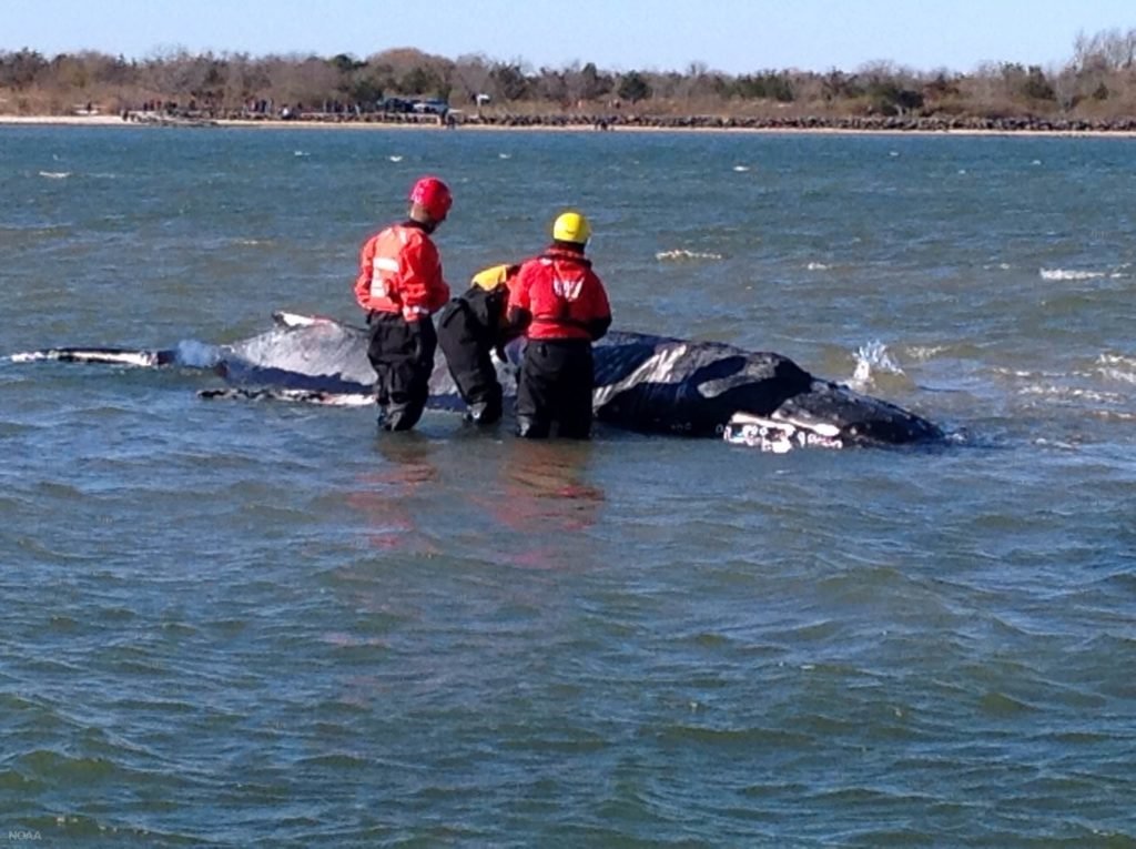 Veterinary team from NOAA, the Riverhead Foundation for Marine Research and Preservation, International Fund for Animal Welfare, and North Carolina State University assess the stranded humpback whale. 