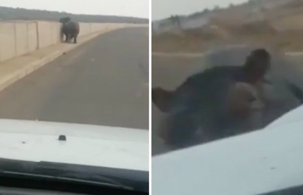 Angry hippo charges at man in car