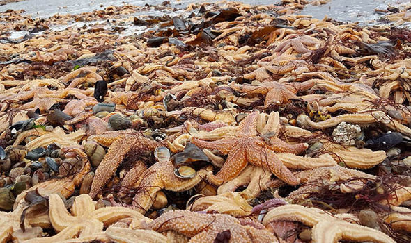 Thousands of starfish were discovered on Southsea beach 