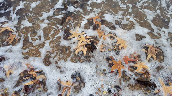 Shocked walkers found the starfish and tried to return any still alive to the water