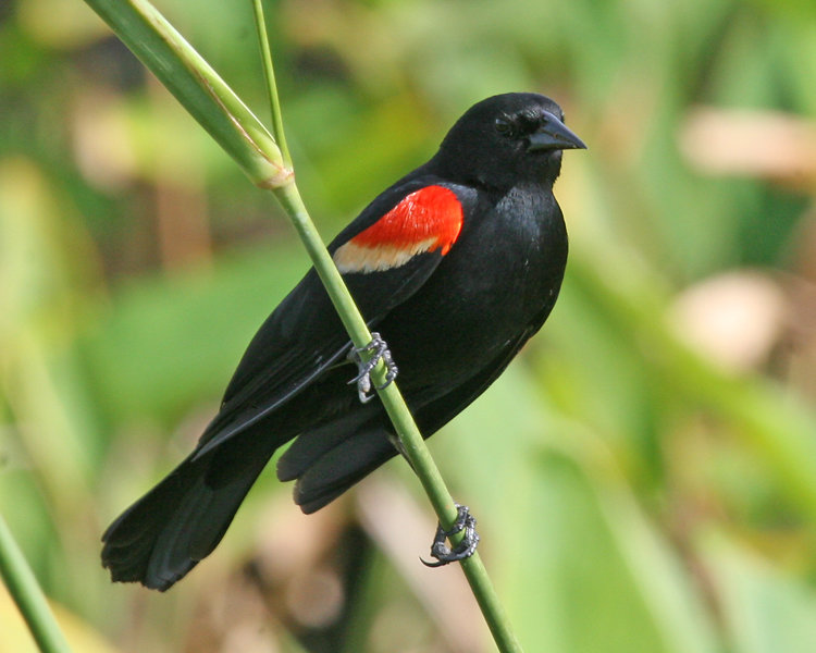 Hundreds of Red-Wing Blackbirds were found dead in Stow Creek. Officials are trying to determine what might have killed them.