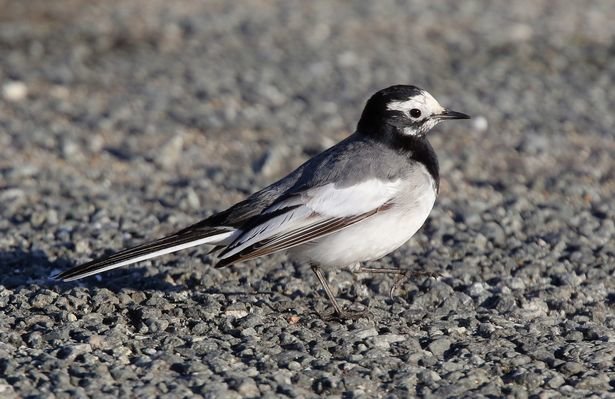  The masked wagtail normally lives in Afghanistan  