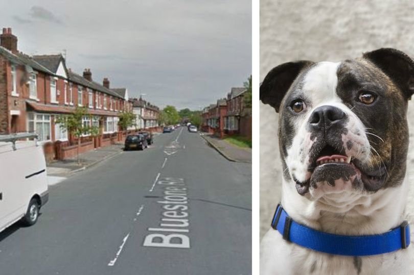 The incident happened in Manchester involving what's thought to be an American Bulldog, like the one here (NOT the actual dog)