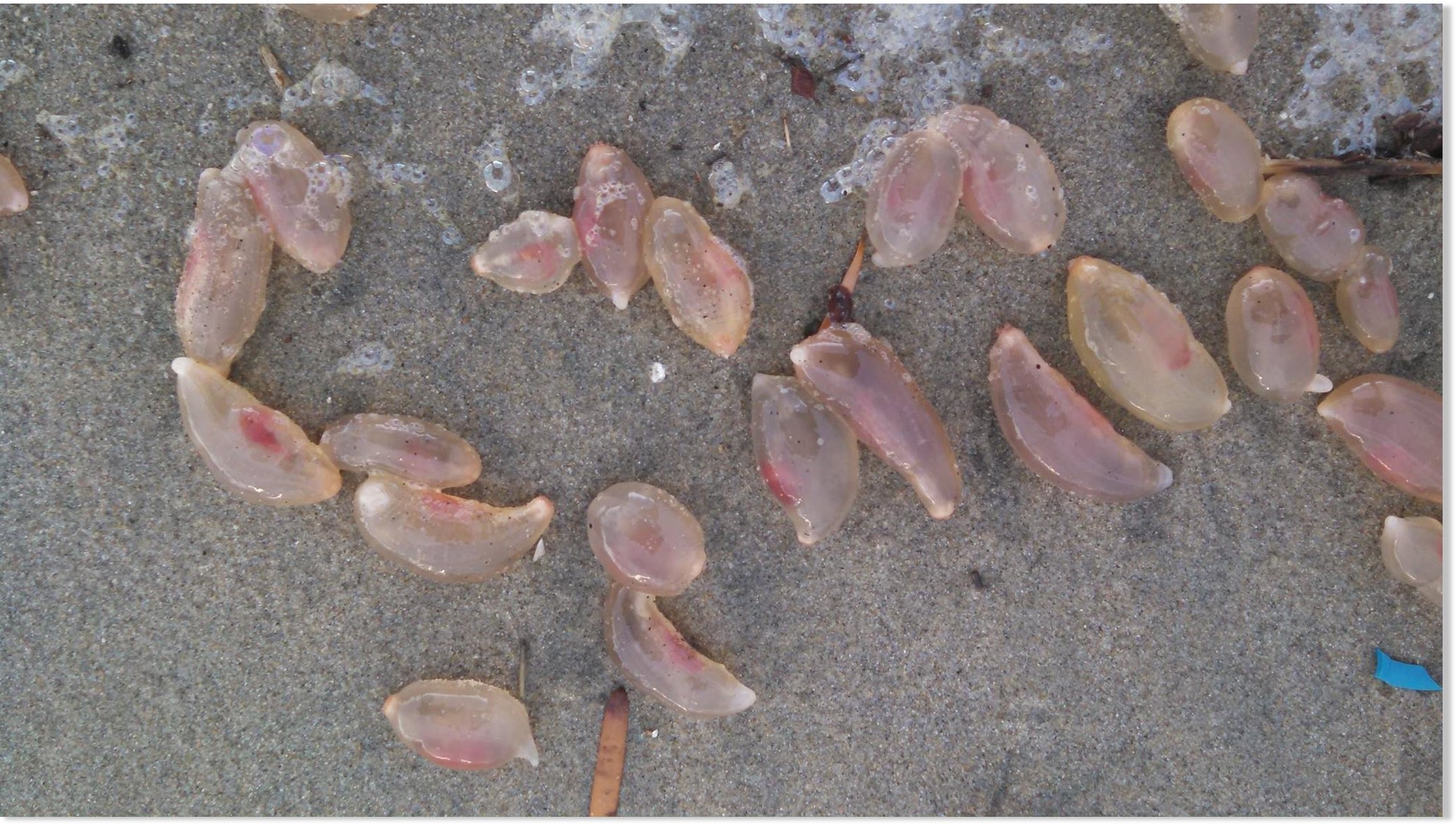 'Thousands' of mysterious jelly-like creatures found at Huntington Beach, California